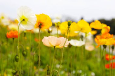 Güzel gelincik bahçesi. Japonya, Osaka 'daki Expo 70 Anma Parkı.