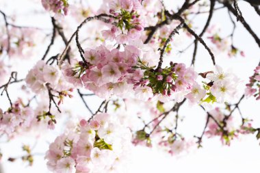 Sakura çiçeklerinin dalları, kiraz çiçekleri.