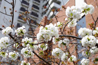 Güzel sakura ağaçları, Osaka nane şekeri bürosu kiraz çiçeği manzaralı.