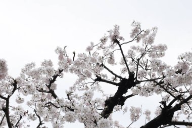Sakura çiçeklerinin dalları, kiraz çiçekleri.