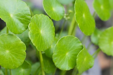 Centella asiatica (gotu kola). Taze yeşil yapraklı bitki arka planı.