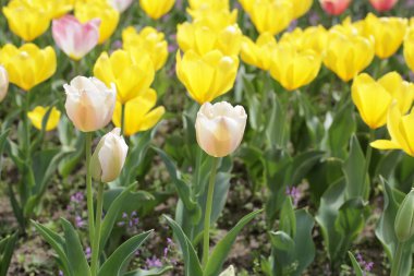 Güzel lale çiçeği bahçesi. Japonya, Osaka 'daki Expo 70 Anma Parkı.