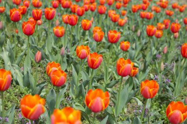 Güzel lale çiçeği bahçesi. Japonya, Osaka 'daki Expo 70 Anma Parkı.