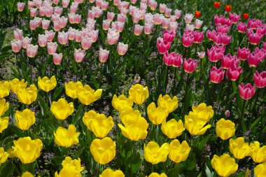 Güzel lale çiçeği bahçesi. Japonya, Osaka 'daki Expo 70 Anma Parkı.