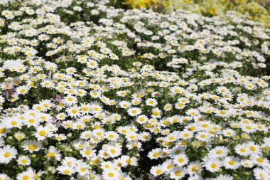 Güzel beyaz papatya. Çiçek arkaplanı