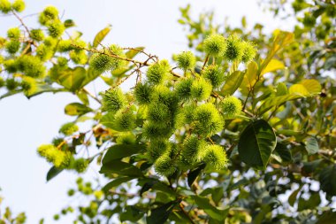 Ağaçta Rambutan, genç yeşil meyveler