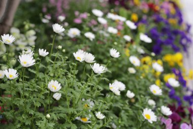 Çiçek bahçesinde güzel beyaz papatya
