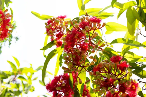 stock image Green leaves of eucalyptus tree with red flower