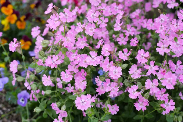 stock image Silene pendula pink flower in the garden