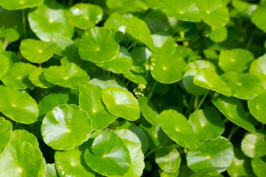 Centella asiatica (gotu kola). Taze yeşil yapraklı bitki arka planı.