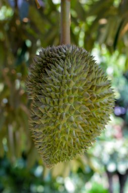 Durian meyvesi ağaçta, Tayland duri meyve bahçesi