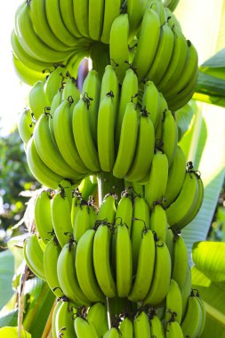 Ağaçta bir demet yeşil muz