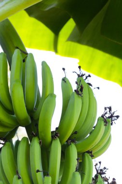 Ağaçta bir demet yeşil muz