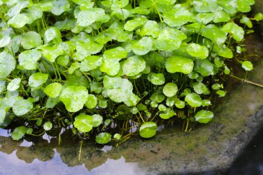 Centella asiatica (gotu kola). Yapraklardaki yağmur damlaları