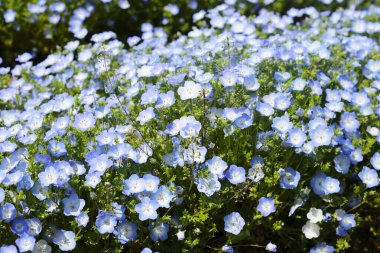 Nemophila Çiçeği, The Expo 70 Anma Parkı, Osaka, Japonya