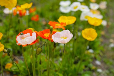 Güzel gelincik bahçesi. Japonya, Osaka 'daki Expo 70 Anma Parkı.