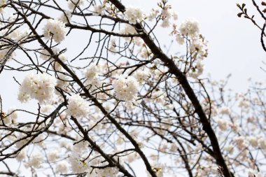 Sakura çiçeklerinin dalları, kiraz çiçekleri.