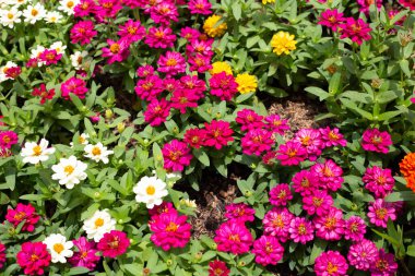 Bahçedeki zinnia çiçeği