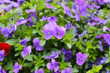 Bahçede güzel pansy çiçekler