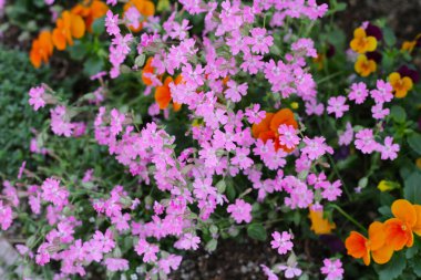 Silene pendula pink flower in the garden clipart