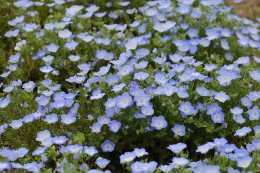 Nemophila Çiçeği, The Expo 70 Anma Parkı, Osaka, Japonya