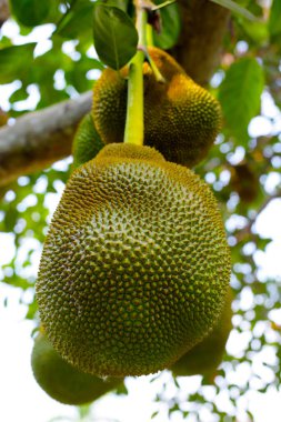 nefesi bahçedeki ağaç üzerinde