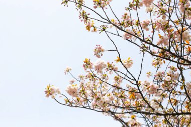 Sakura çiçeklerinin dalları, kiraz çiçekleri.