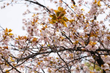 Sakura çiçeklerinin dalları, kiraz çiçekleri.