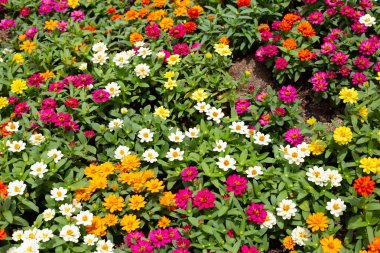Bahçedeki zinnia çiçeği