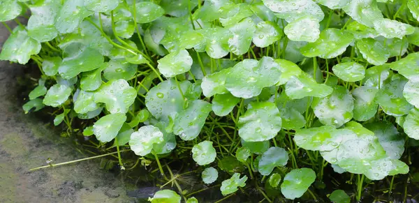 Centella asiatica (gotu kola). Yapraklardaki yağmur damlaları