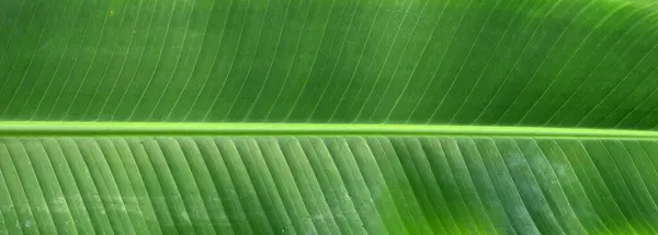 Fresh Banana Leaf Background — Foto de Stock