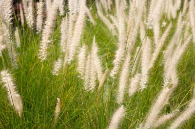 Çeşme otu veya pennisetum alopecuroides