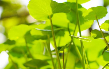 Centella asiatica (gotu kola). Taze yeşil yapraklı bitki arka planı.