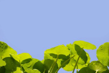 Centella asiatica (gotu kola). Taze yeşil yapraklı bitki arka planı.