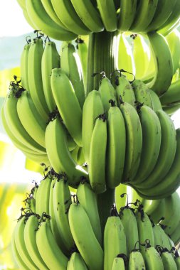 Ağaçta bir demet yeşil muz