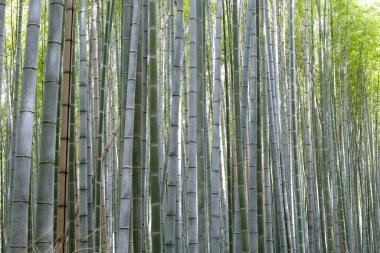 Arashiyama Bambu Ormanı, Bambu Korusu Kyoto, Japonya