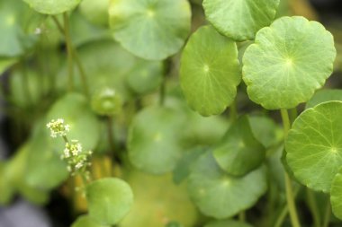 Centella asiatica (gotu kola). Taze yeşil yapraklı bitki arka planı.