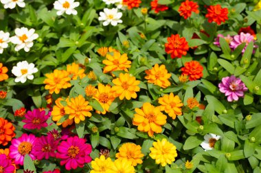 Bahçedeki zinnia çiçeği