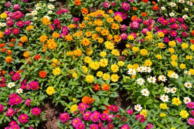 Bahçedeki zinnia çiçeği