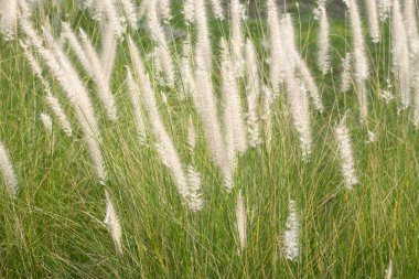 Fountain grass or pennisetum alopecuroides clipart