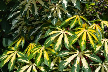 Cassava bitkisi (Manihot esculenta). Yeşil ve sarı yapraklar