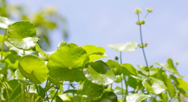 Centella asiatica (gotu kola). Taze yeşil yapraklı bitki arka planı.