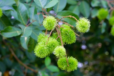 Ağaçta Rambutan, genç yeşil meyveler