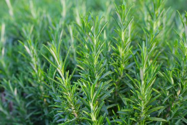 Biberiye, bahçede taze bitki.