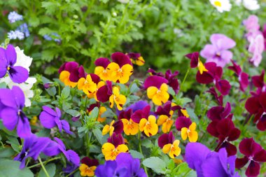 Bahçede güzel pansy çiçekler