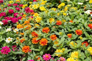 Bahçedeki zinnia çiçeği