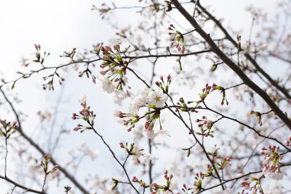 Sakura çiçeklerinin dalları, kiraz çiçekleri.