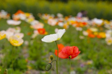 Güzel gelincik bahçesi. Japonya, Osaka 'daki Expo 70 Anma Parkı.