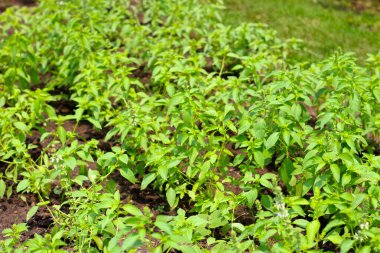 Kıllı fesleğenin taze yeşil yaprakları