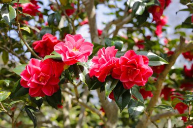 Ağaçtaki güzel kamelya çiçeği. Japonya, Osaka 'daki Expo 70 Anma Parkı.